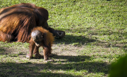 Baby orangutan playing 