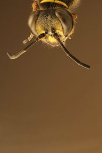 Close-up of an insect