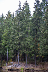 Trees in forest