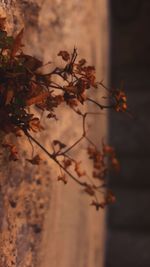 Close-up of tree during autumn