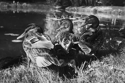 Close-up of young birds in lake