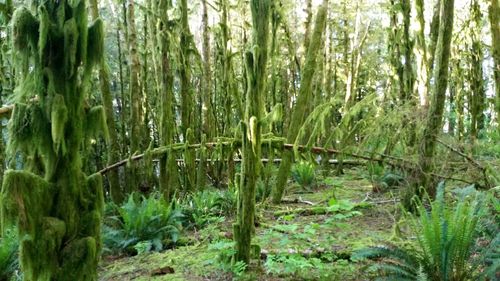 Plants growing in forest