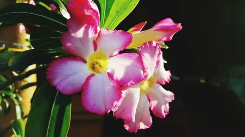 Close-up of pink flowers