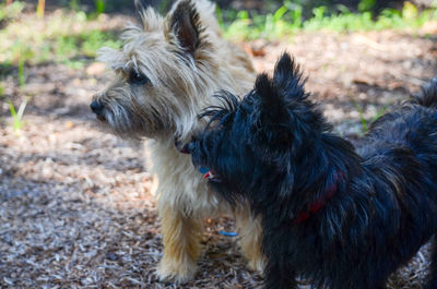 Close-up of dog