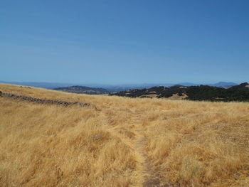 Scenic view of field against clear blue sky