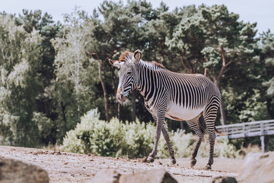 Zebra standing on field
