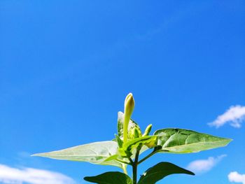 Close-up of plant against blue sky