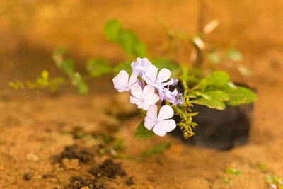 Close-up of white flowers blooming outdoors