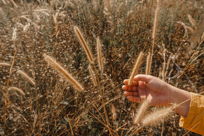 Close-up of hand holding plant