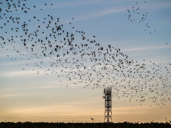 Flock of birds flying against sky during sunset