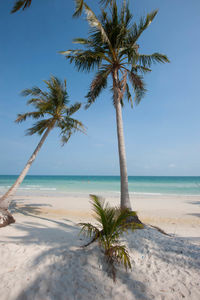 Palm tree on beach against sky