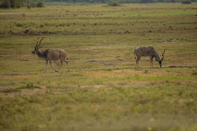 Antelopes grazing on grassy land