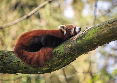 Close-up red panda sleeping on tree branch 