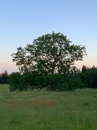 Trees on field against clear sky