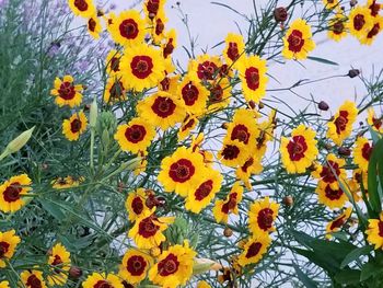 Close-up of yellow flowers