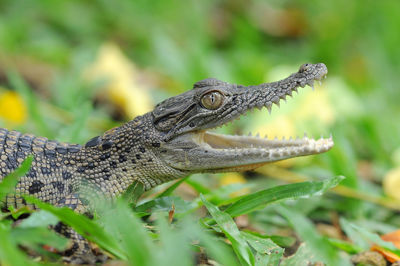 Close-up of lizard on leaf