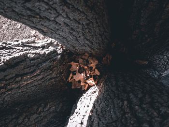 Close-up of logs in forest