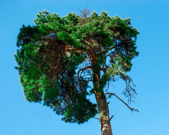 Low angle view of tree against clear blue sky