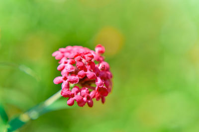 Close-up of pink flowering plant