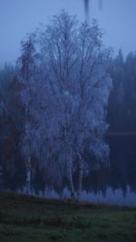 Trees on field against sky