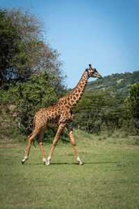 Masai giraffe walks across grass near trees