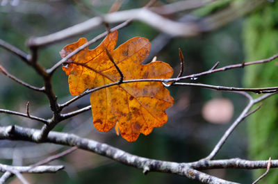 Close-up of autumnal leaves on branch
