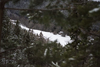 Pine trees in forest during winter