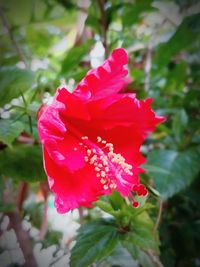 Close-up of pink flowers