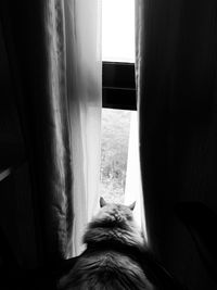 Rear view of cat looking through window at home