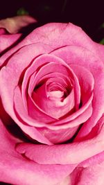 Close-up of pink rose