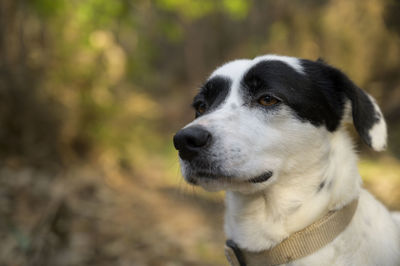 Close-up of dog looking away