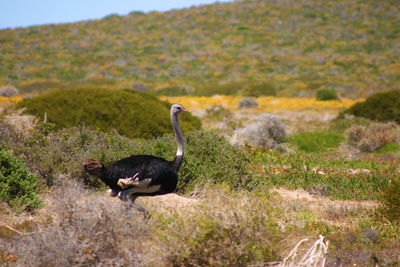 Bird on grass