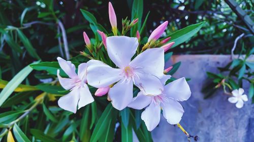 Close-up of white flowering plant