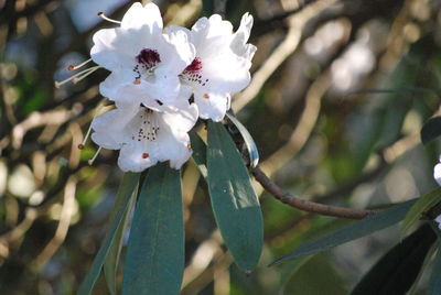 Close-up of white flowers blooming on branch