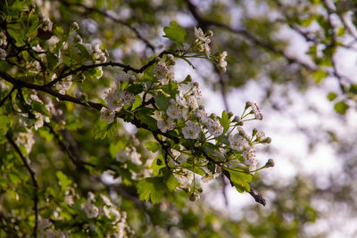 Low angle view of cherry blossoms in spring