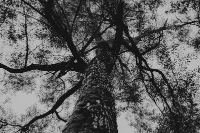 Low angle view of tree against sky