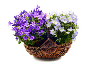 Close-up of purple flowers in basket