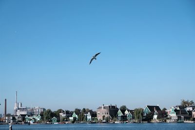 Seagull flying over sea against clear blue sky