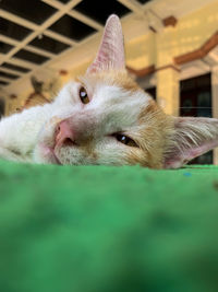Close-up portrait of a cat