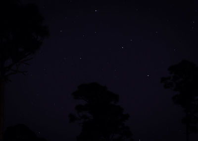 Low angle view of silhouette trees against sky at night