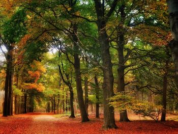 Trees in forest during autumn