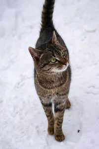 High angle view of cat on snow