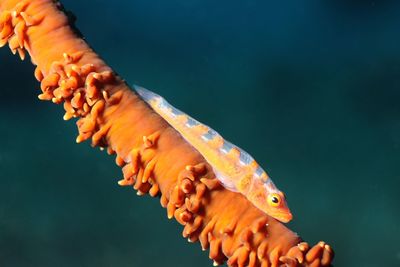 Close-up of fish swimming in aquarium