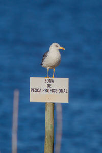 Seagull perching on wooden post