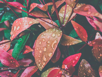 Close-up of raindrops on leaves