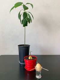 Close-up of potted plant on table against wall