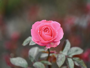 Close-up of pink rose