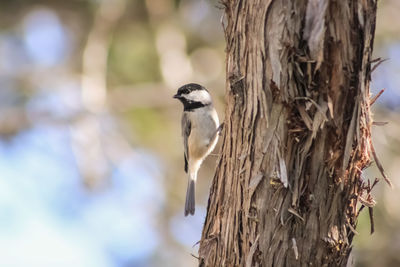 Close-up of bird perching on tree trunk