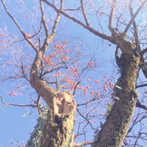 Low angle view of bare tree against clear sky