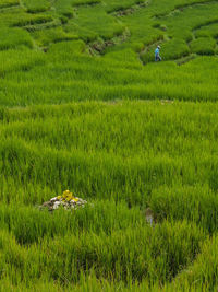 Scenic view of rice field